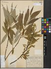 Foto von Salix alba L. x Salix fragilis L.